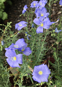 Linum perenne 'Sapphire'